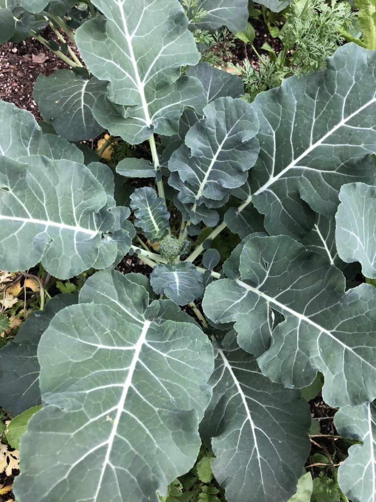 broccoli plant