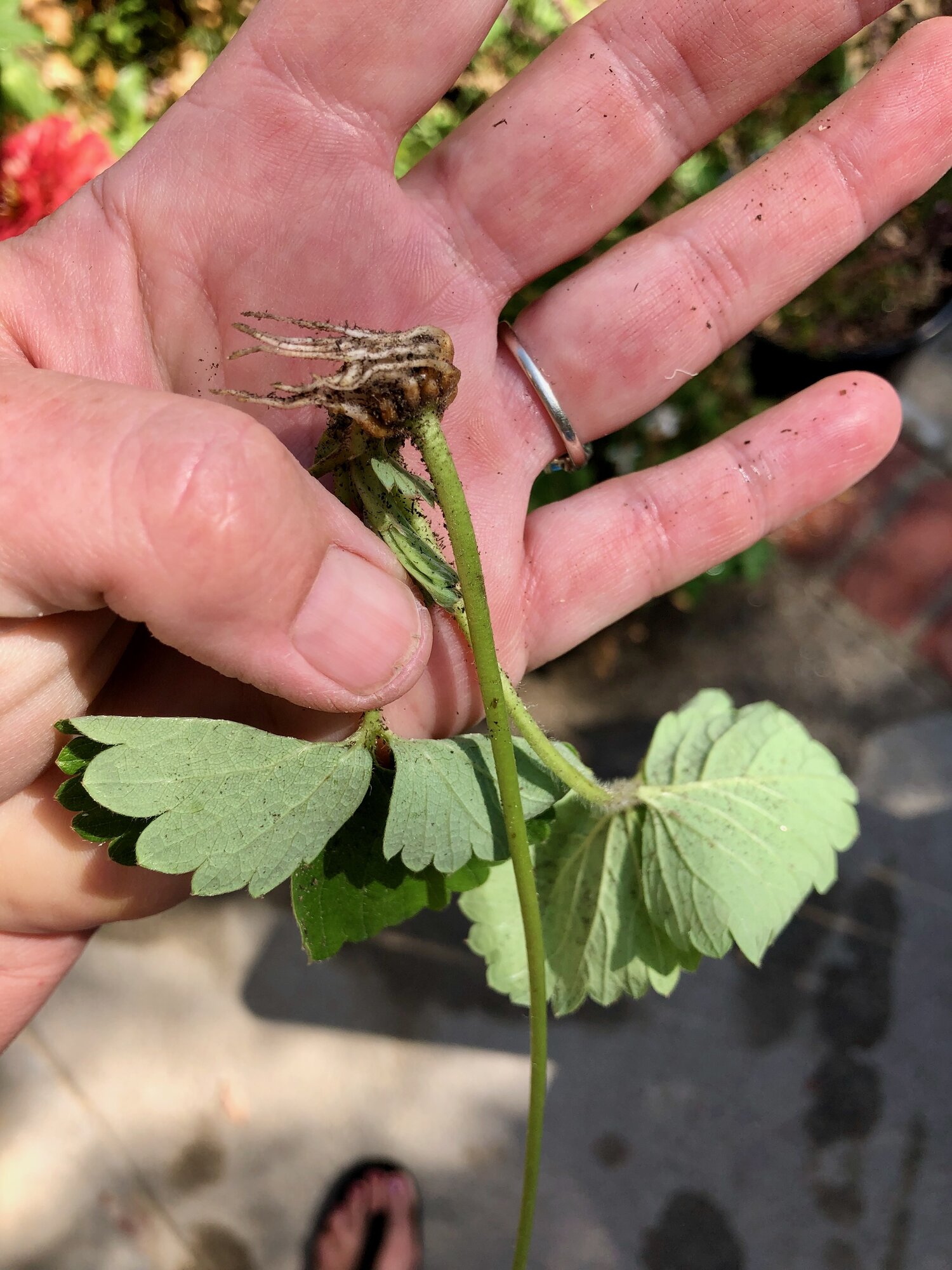 strawberry daughter plant