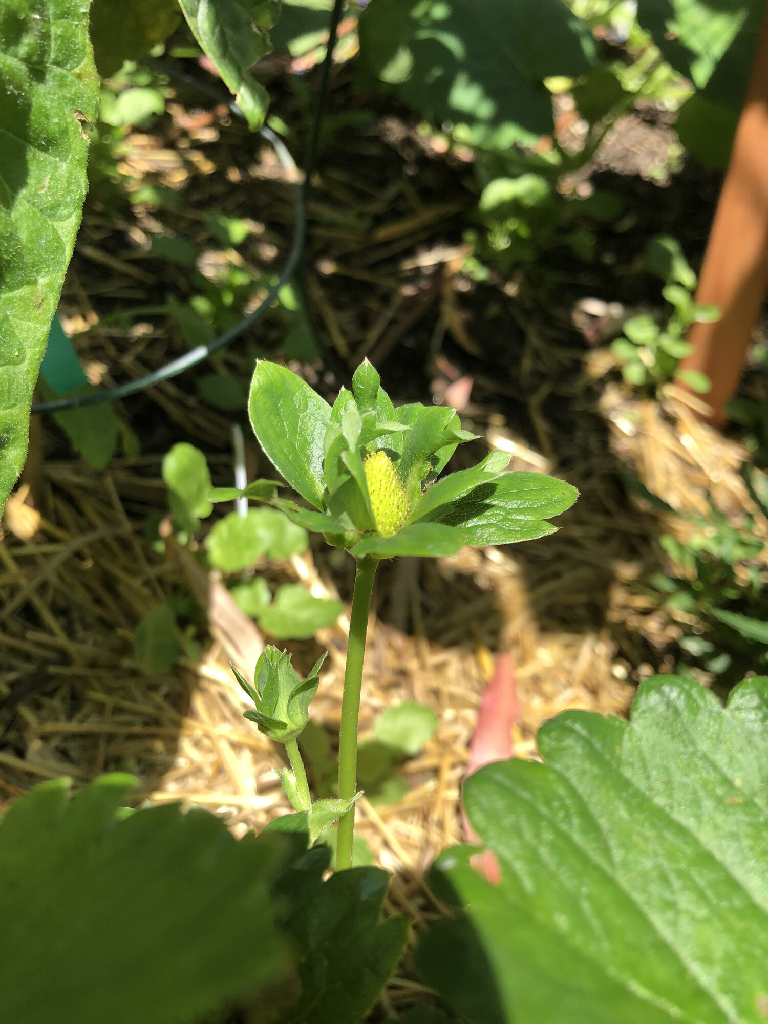 strawberry fruit coming out of blossom