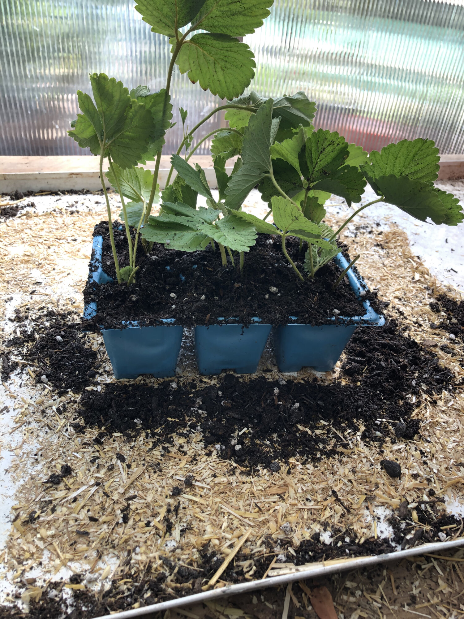 6-pack of strawberry plants
