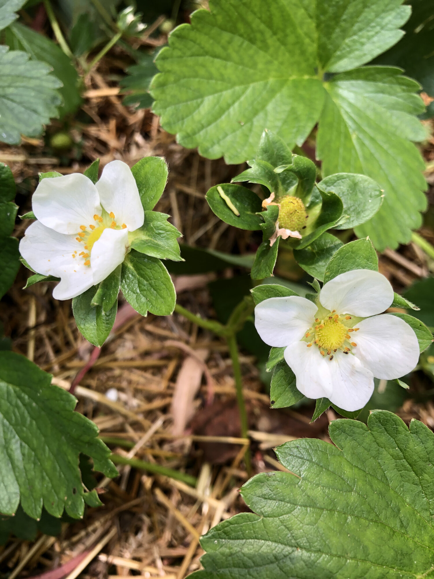 strawberry blossom