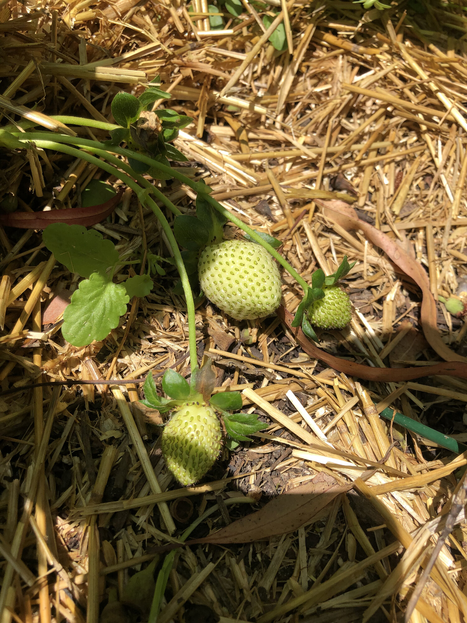 strawberries on mulch