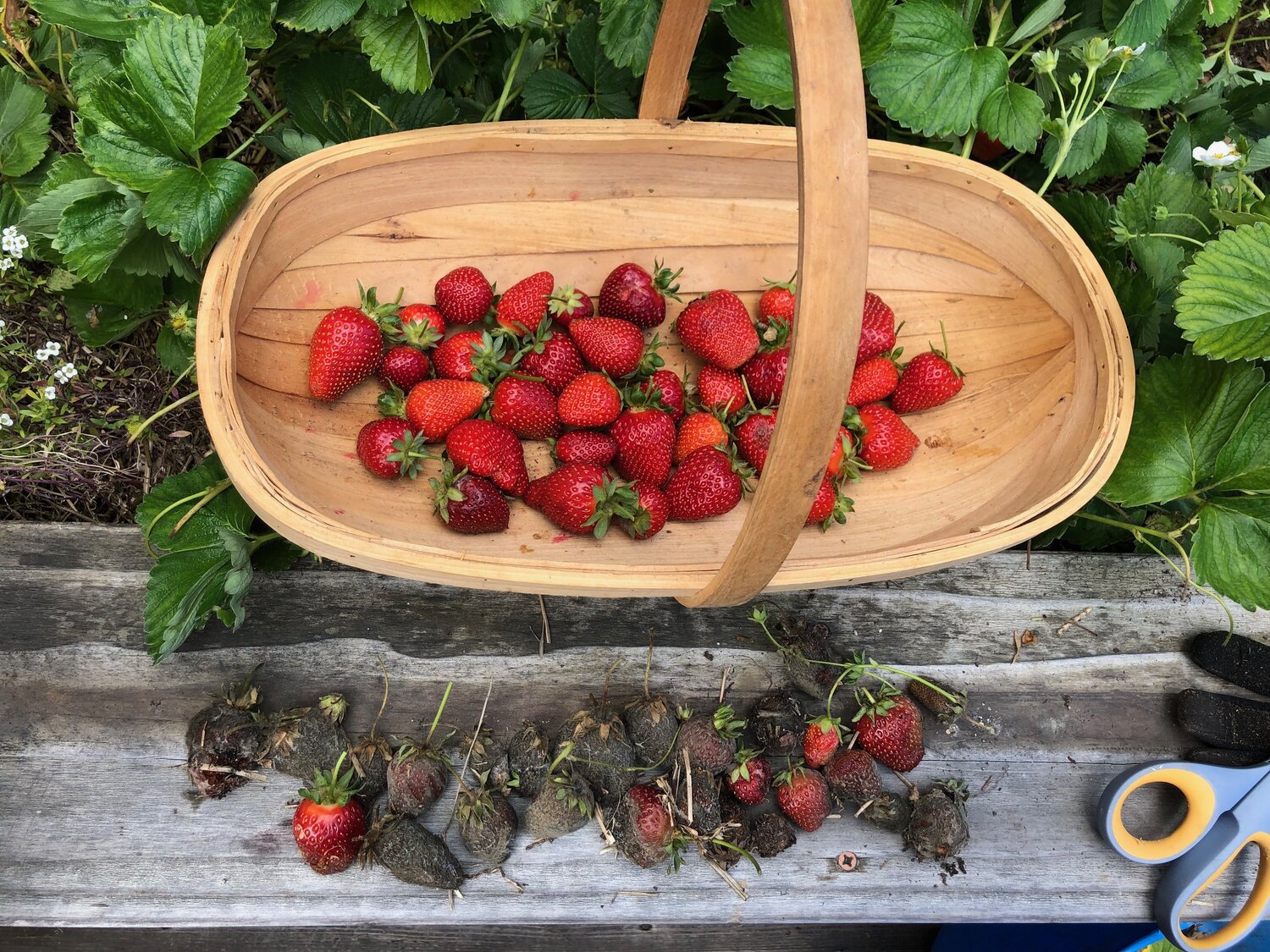 rotten strawberries