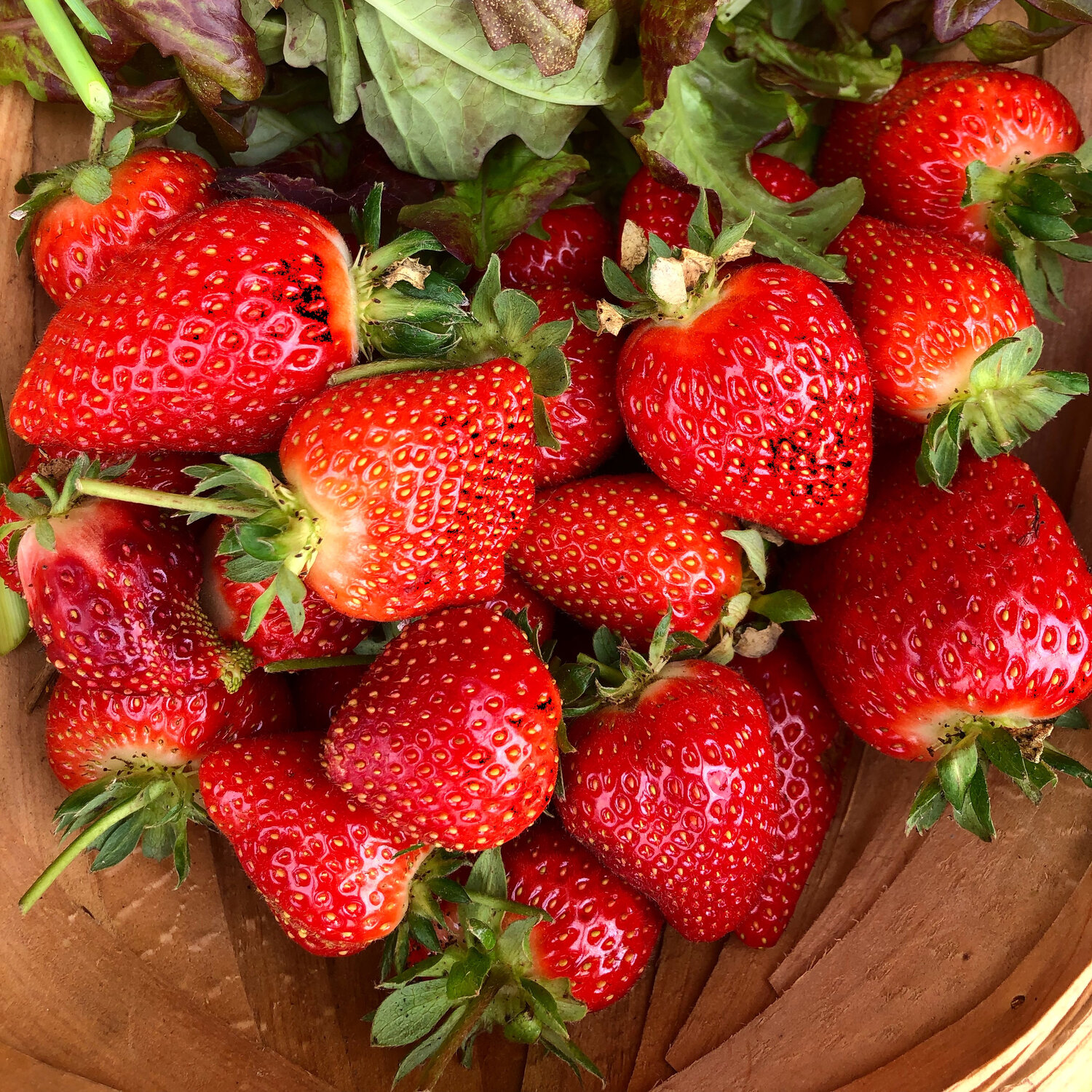 bright red strawberries