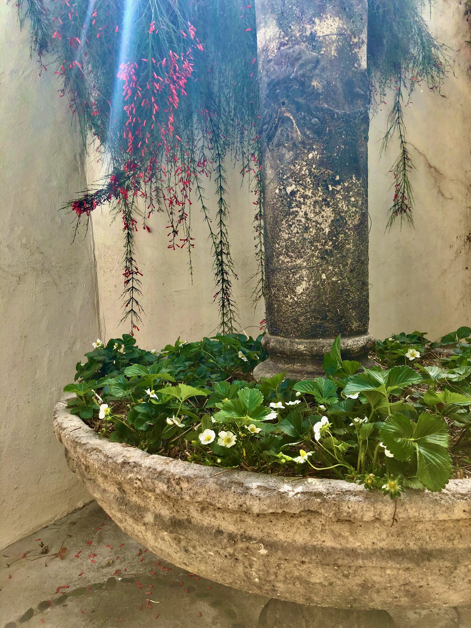 strawberries in container under tree