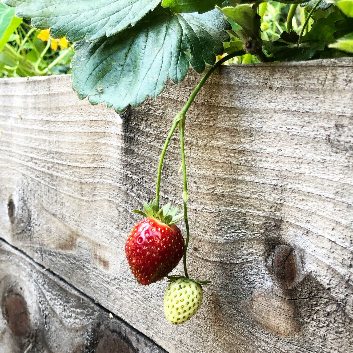 two strawberries over the side of a box