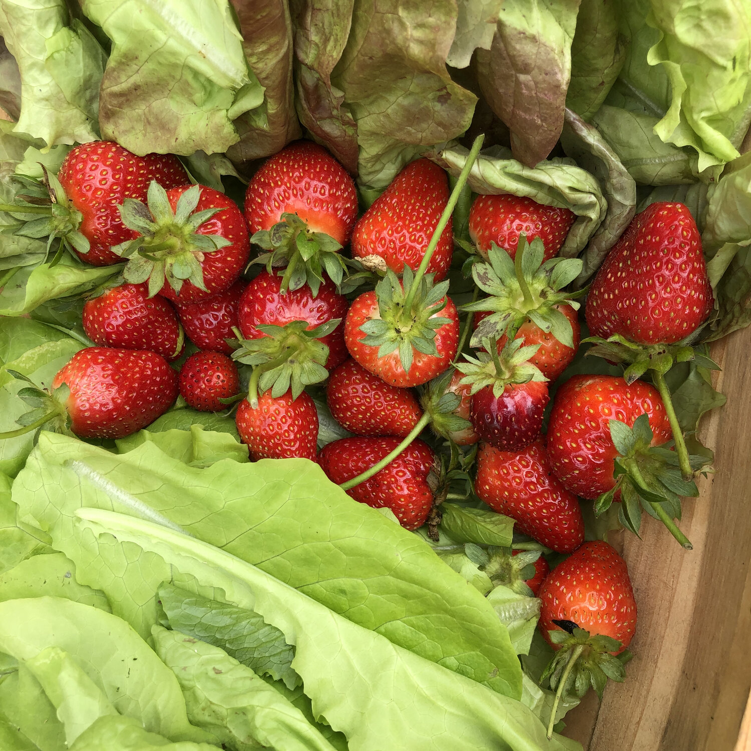 strawberries in lettuce