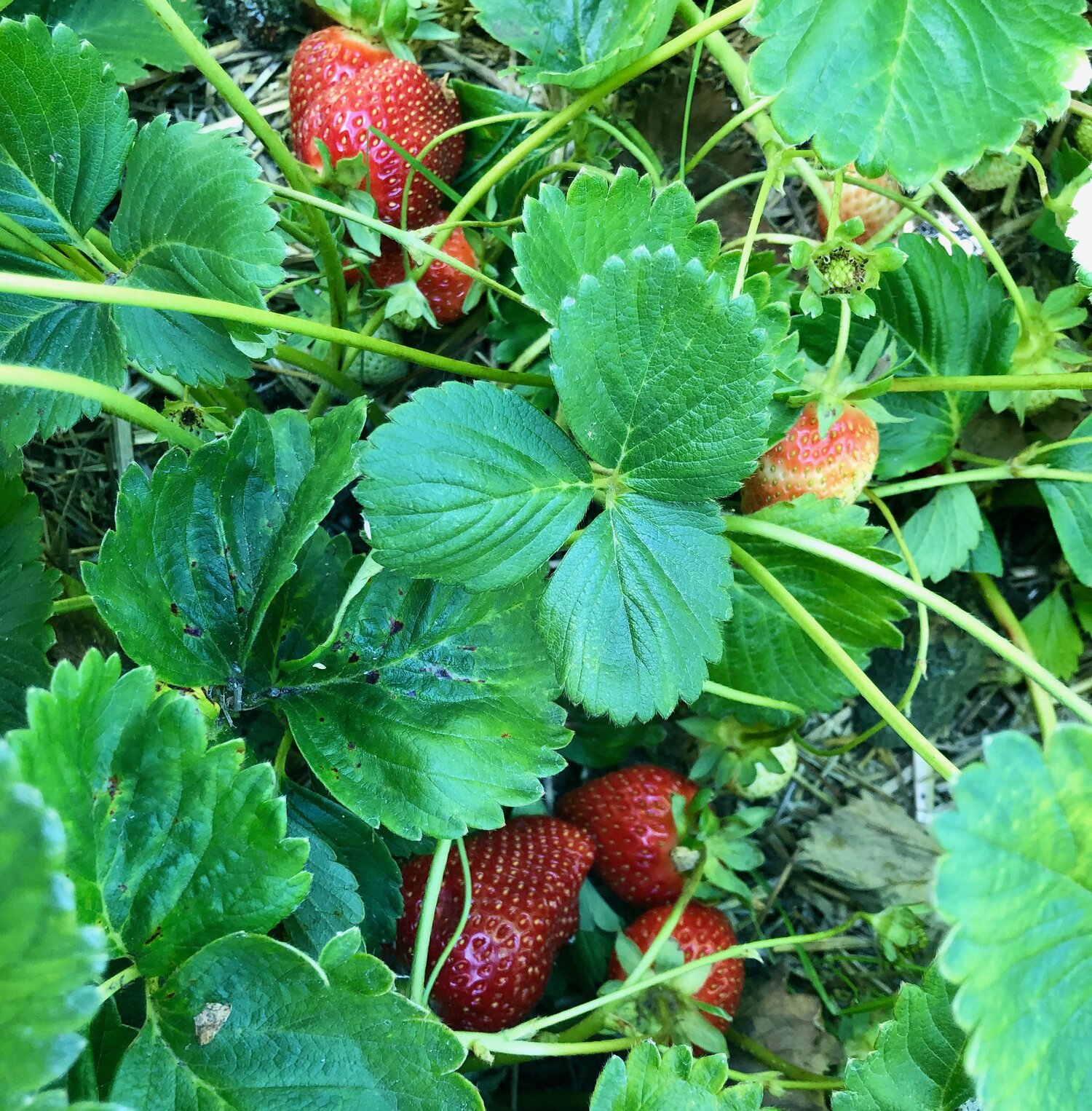 strawberries under leaves