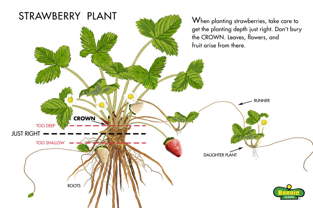 strawberry plant technical illustration: when planting strawberries, take care to get the planting depth just right. Don’ bury the CROWN. Leaves, fruit, and flowers arise from there.